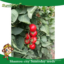 Suntoday unbestimmte f1 hybridc gemüse harvester hs code agro botanischer name von siganta difinis tomatensamen (22023)